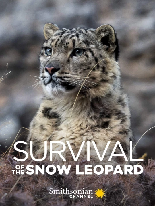 Phim Survival Of The Snow Leopard 2020 Survival Of The Snow Leopard 2020